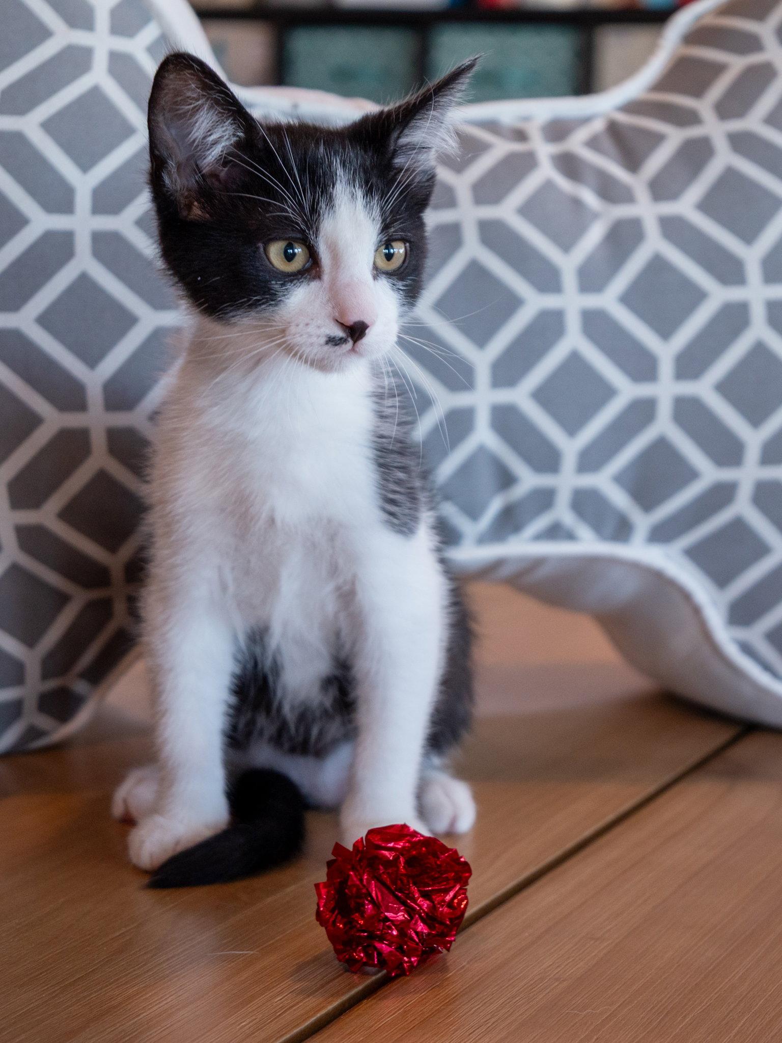 Enlarge Baymax, a Adoptable Domestic Short Hair in San Jose, CA image 3/3