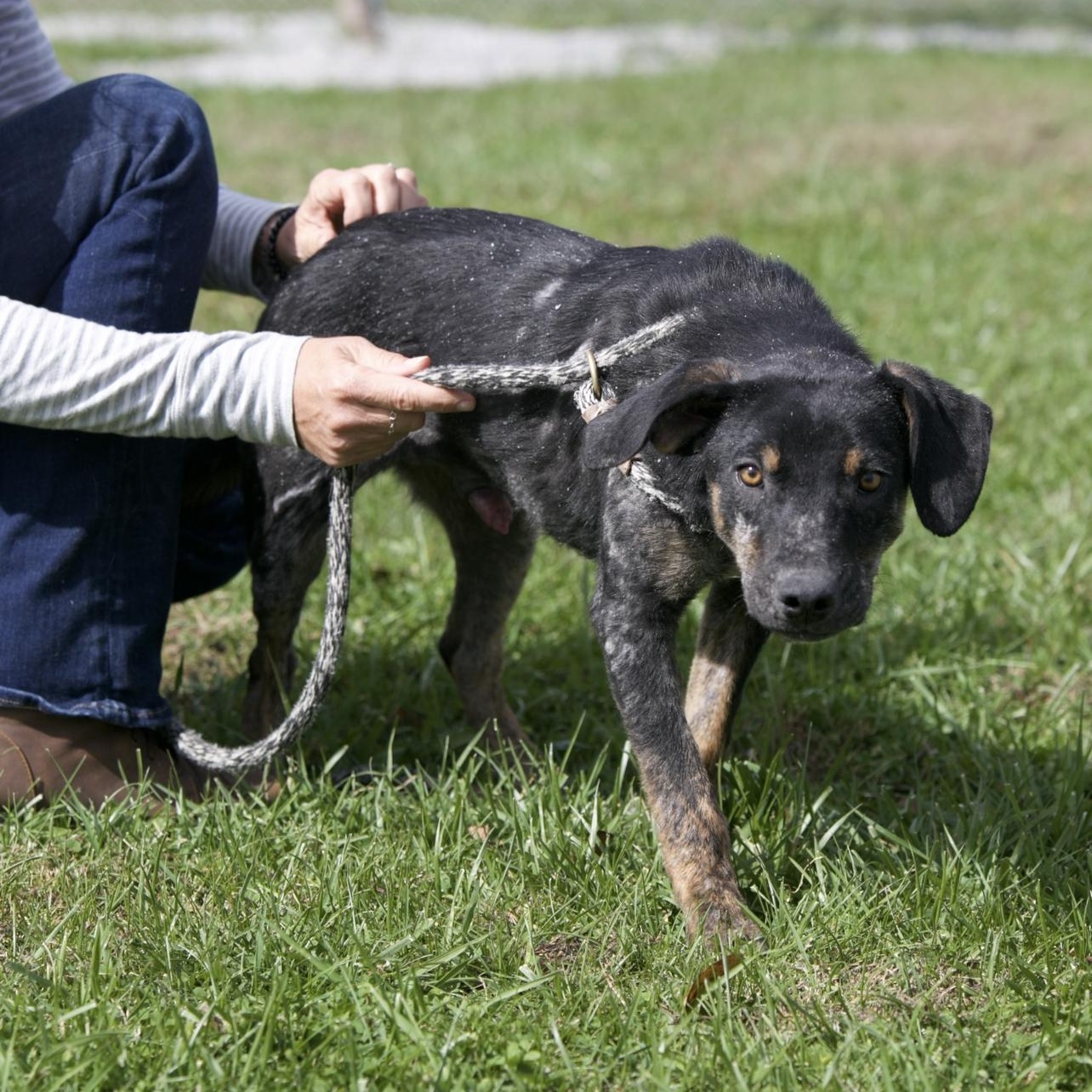 Enlarge Koal, a Adoptable mixed breed in Mount Sterling, KY image 4/5