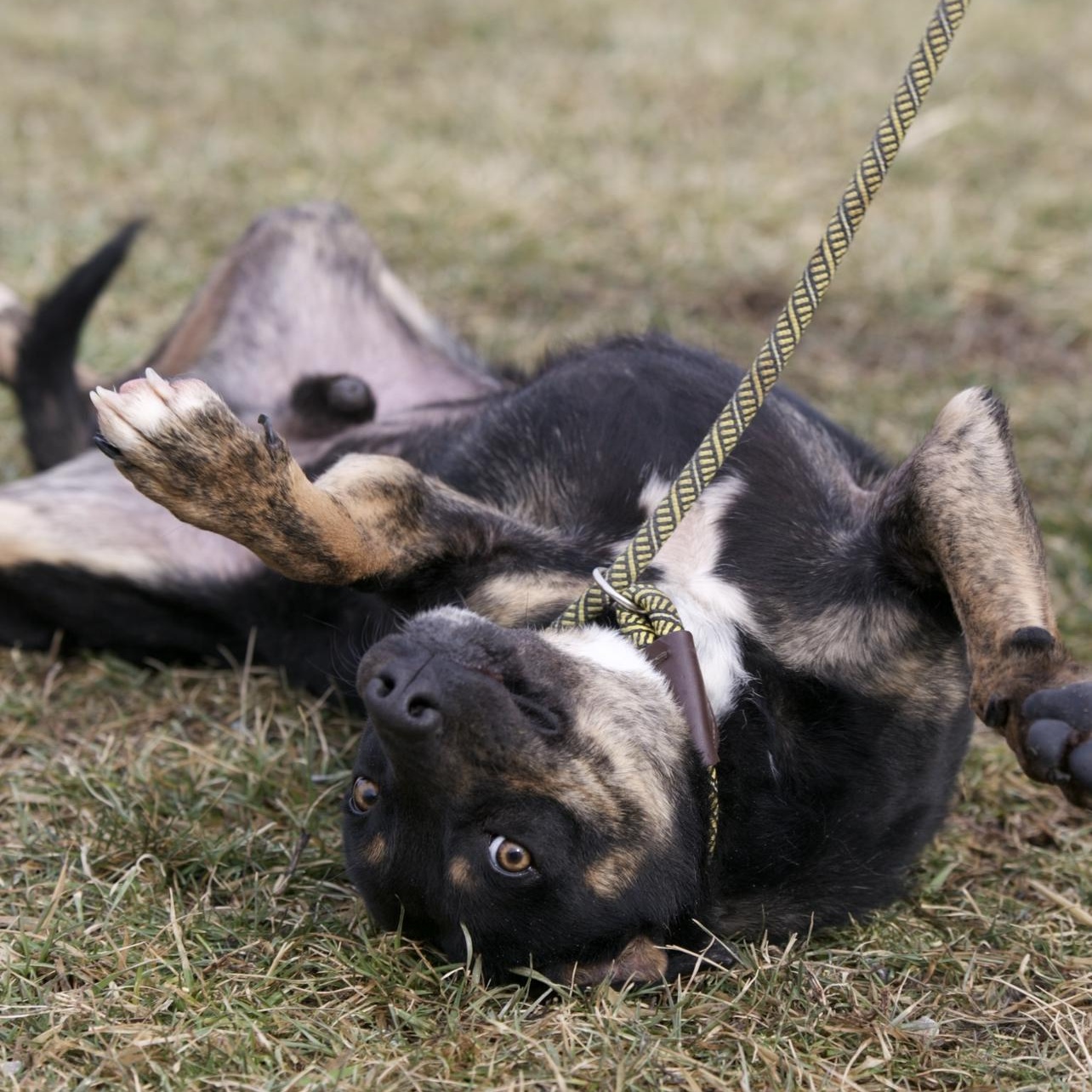 Enlarge Koal, a Adoptable mixed breed in Mount Sterling, KY image 3/5