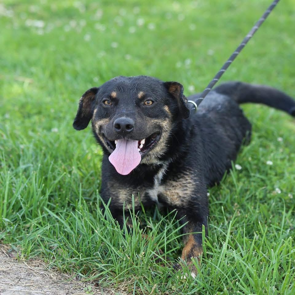 Enlarge Koal, a Adoptable mixed breed in Mount Sterling, KY image 1/6