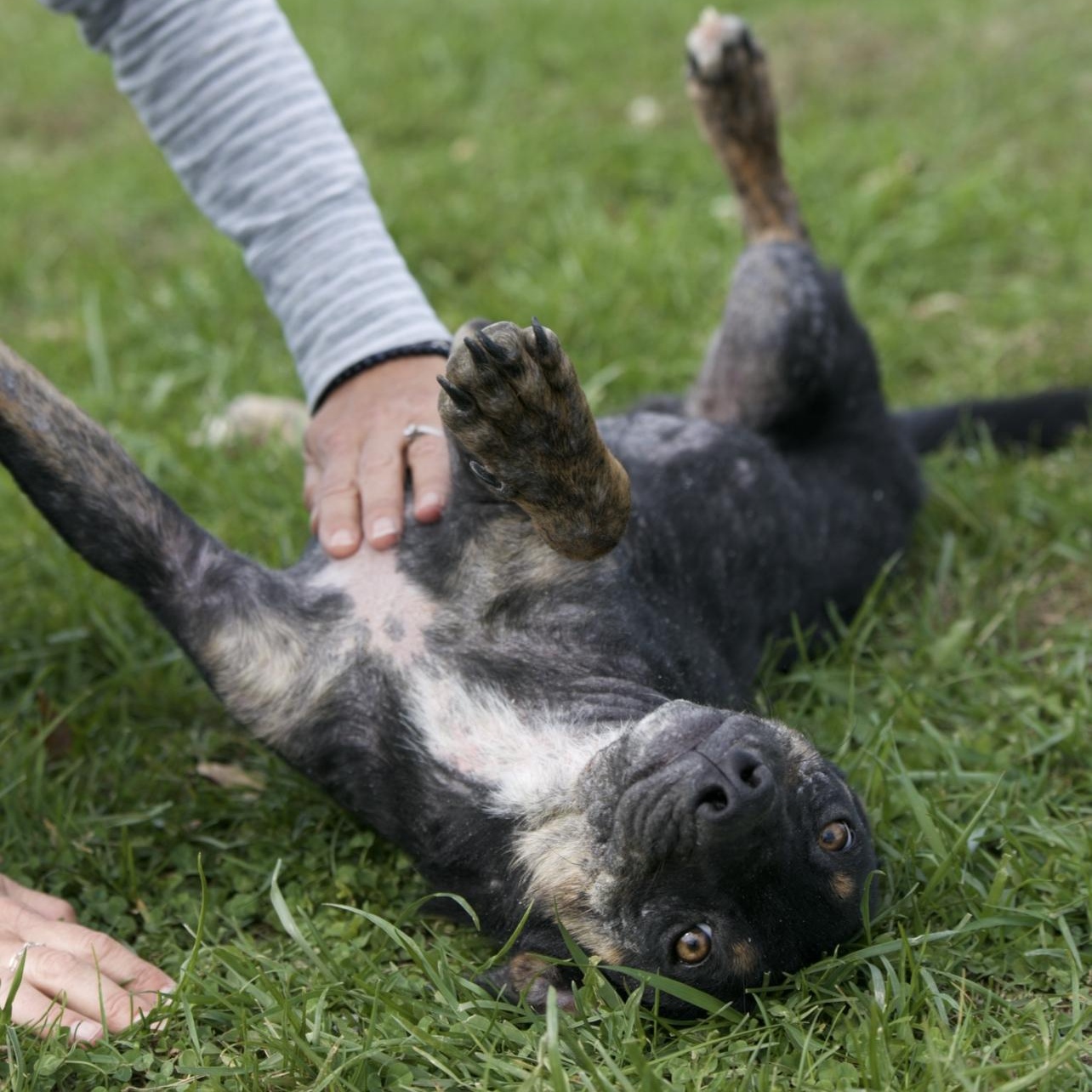 Enlarge Koal, a Adoptable mixed breed in Mount Sterling, KY image 5/5