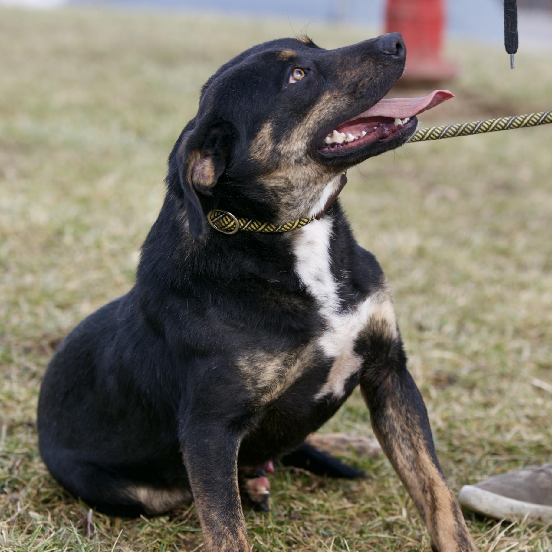 Enlarge Koal, a Adoptable mixed breed in Mount Sterling, KY image 2/5