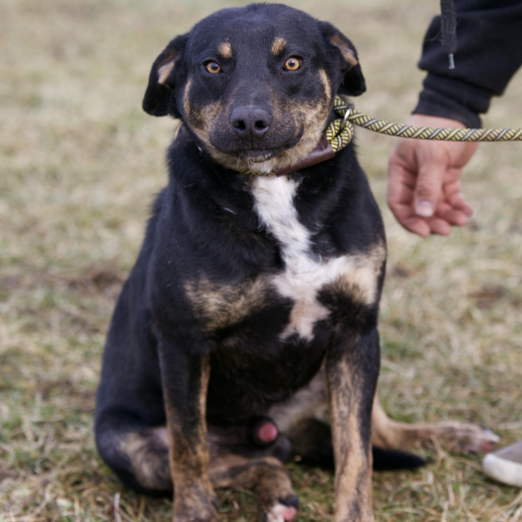 Enlarge Koal, a Adoptable mixed breed in Mount Sterling, KY image 1/5