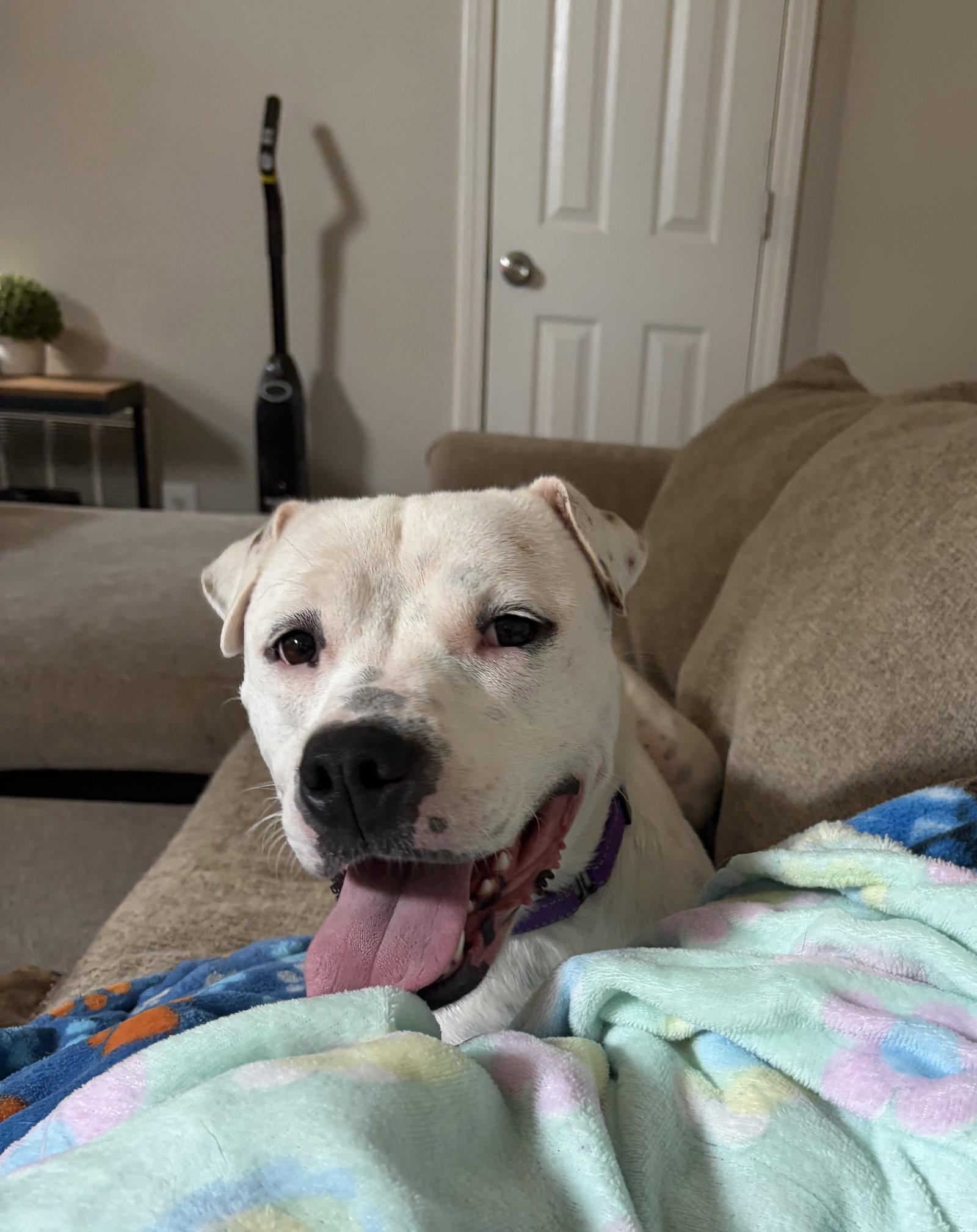 Maybeline, Adoptable, Adult Female American Bulldog.