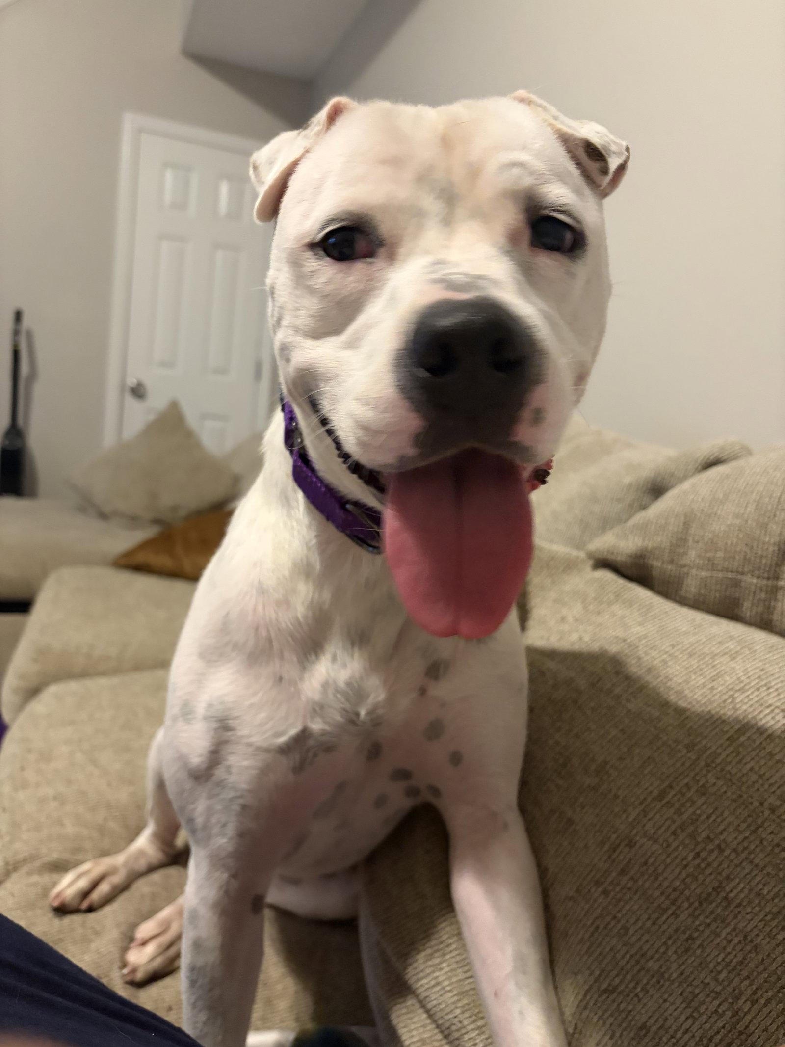 Enlarge Maybeline, a Adoptable American Bulldog in Calhoun, GA image 2/3