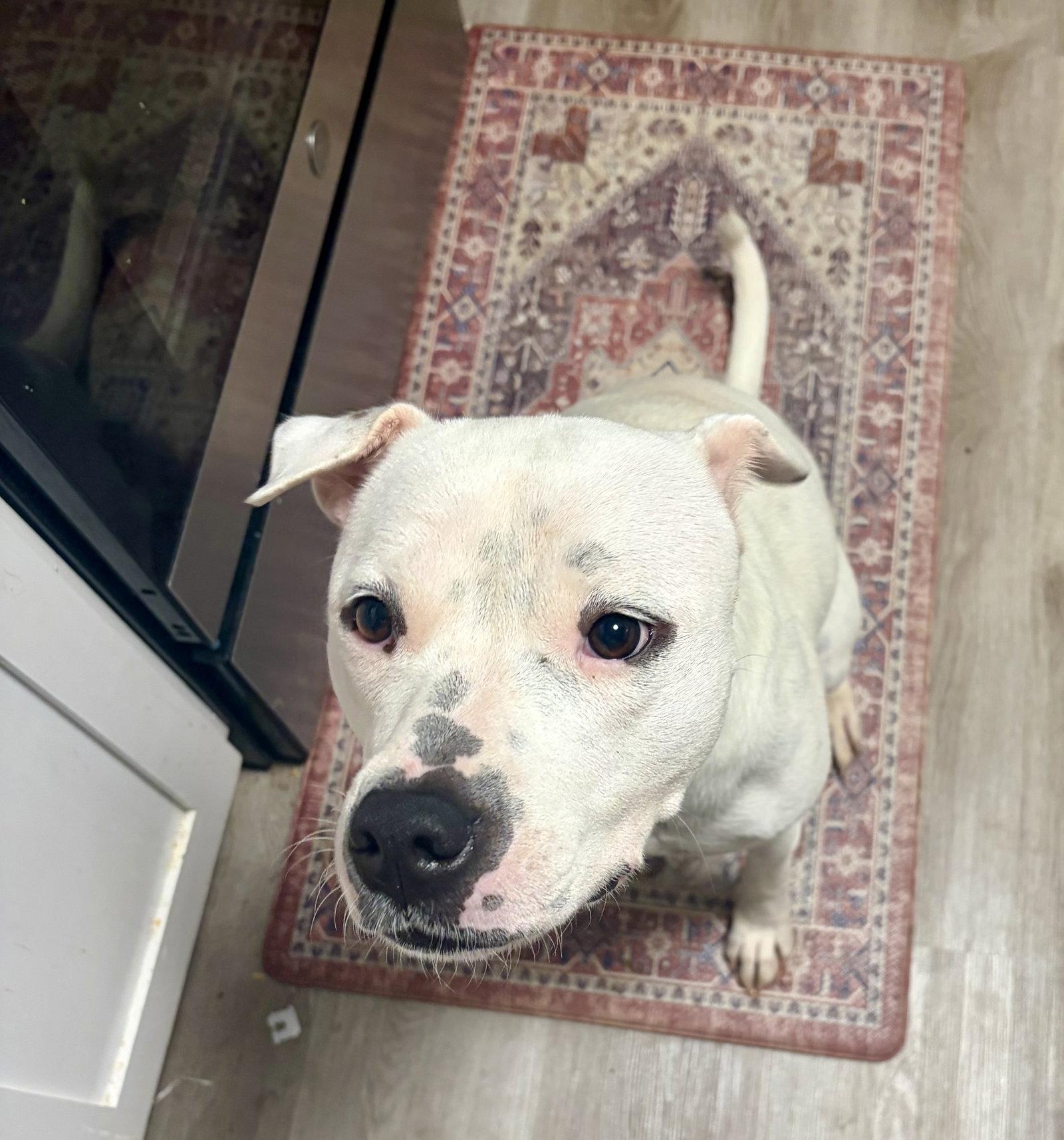 Enlarge Maybeline, a Adoptable American Bulldog in Calhoun, GA image 3/3