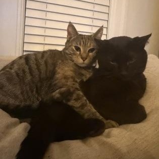 Enlarge Keena, a Adopted Domestic Short Hair in Worcester, MA image 2/2