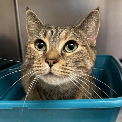 Keena, Adopted, Adult Female Domestic Short Hair.