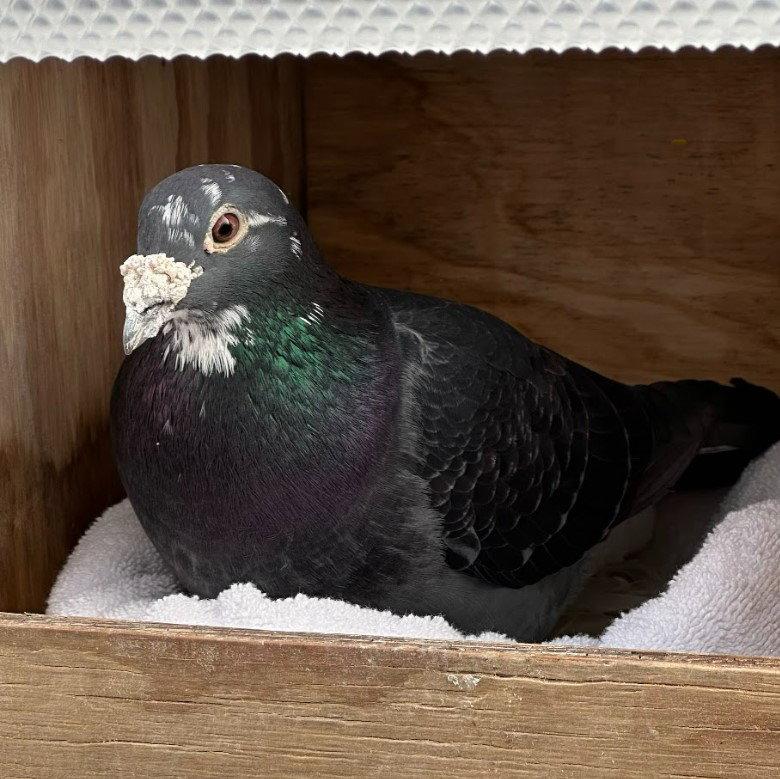Bonito, Adoptable, Senior Male Pigeon.