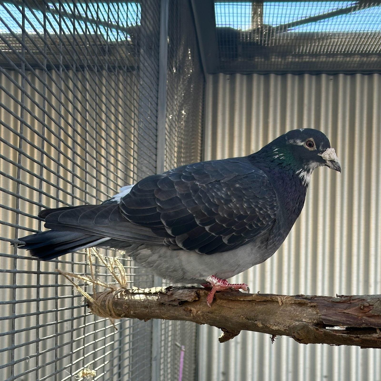 Enlarge Bonito, a Adoptable Pigeon in Burlingame, CA image 1/3