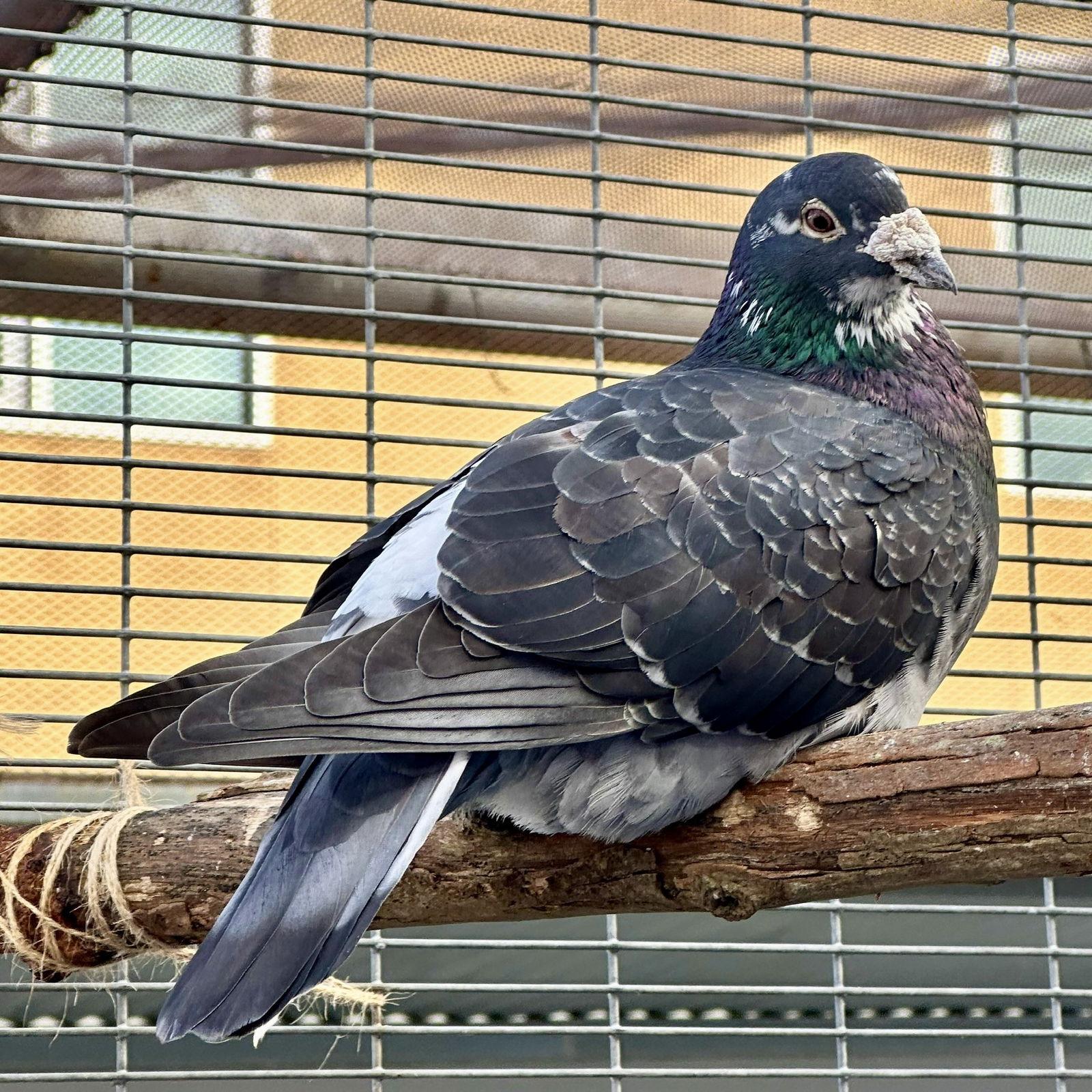 Enlarge Bonito, a Adoptable Pigeon in Burlingame, CA image 2/3