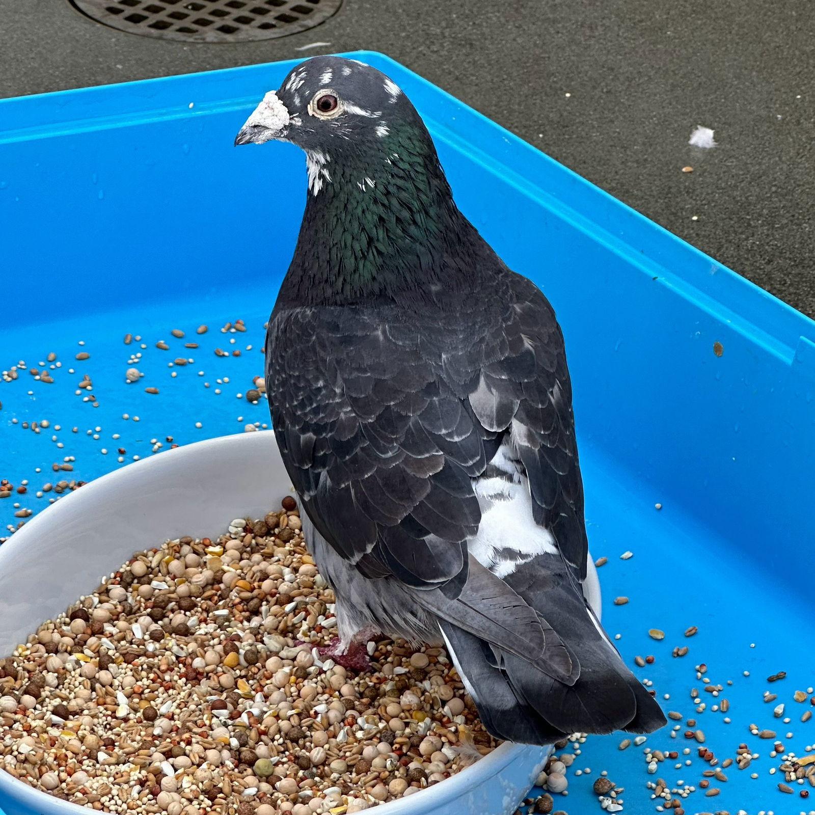 Bonito, Adoptable, Senior Male Pigeon.