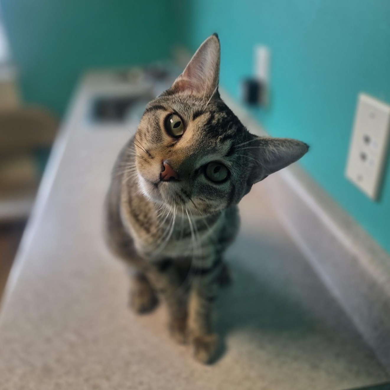 Crimson Sweet, a ADOPTABLE mixed breed in Brookings, SD image 1/3