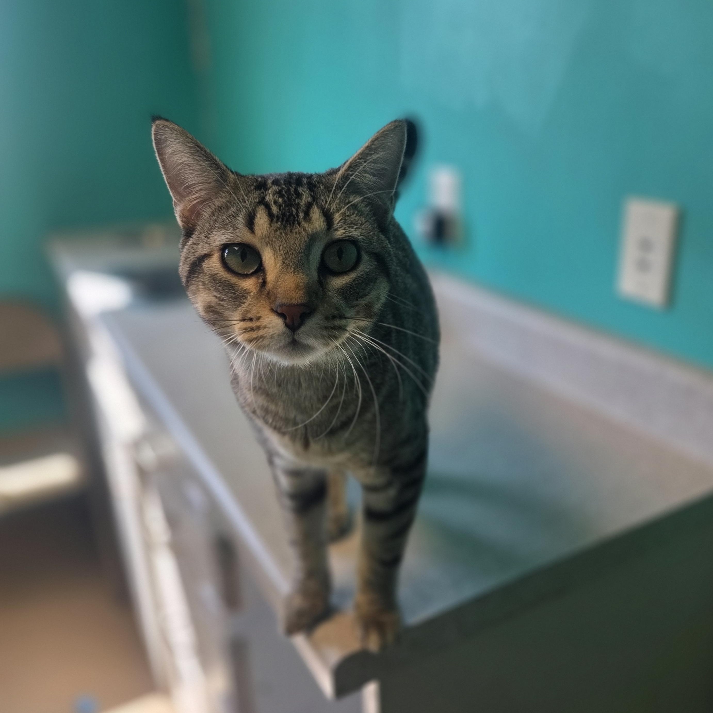 Crimson Sweet, a ADOPTABLE mixed breed in Brookings, SD image 2/3