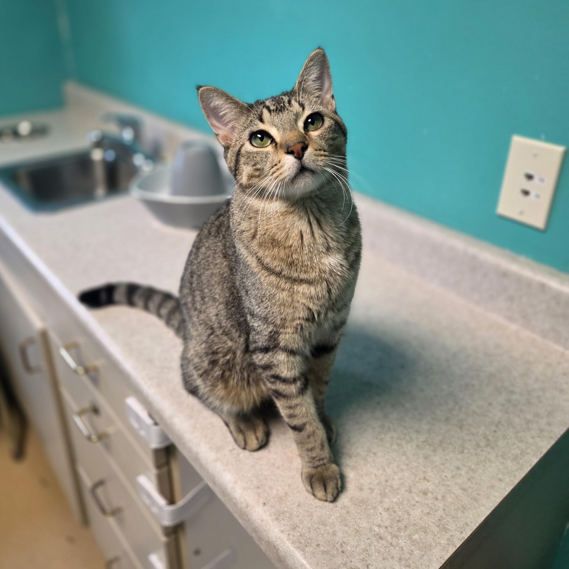 Enlarge Crimson Sweet, a Adoptable mixed breed in Brookings, SD image 1/4