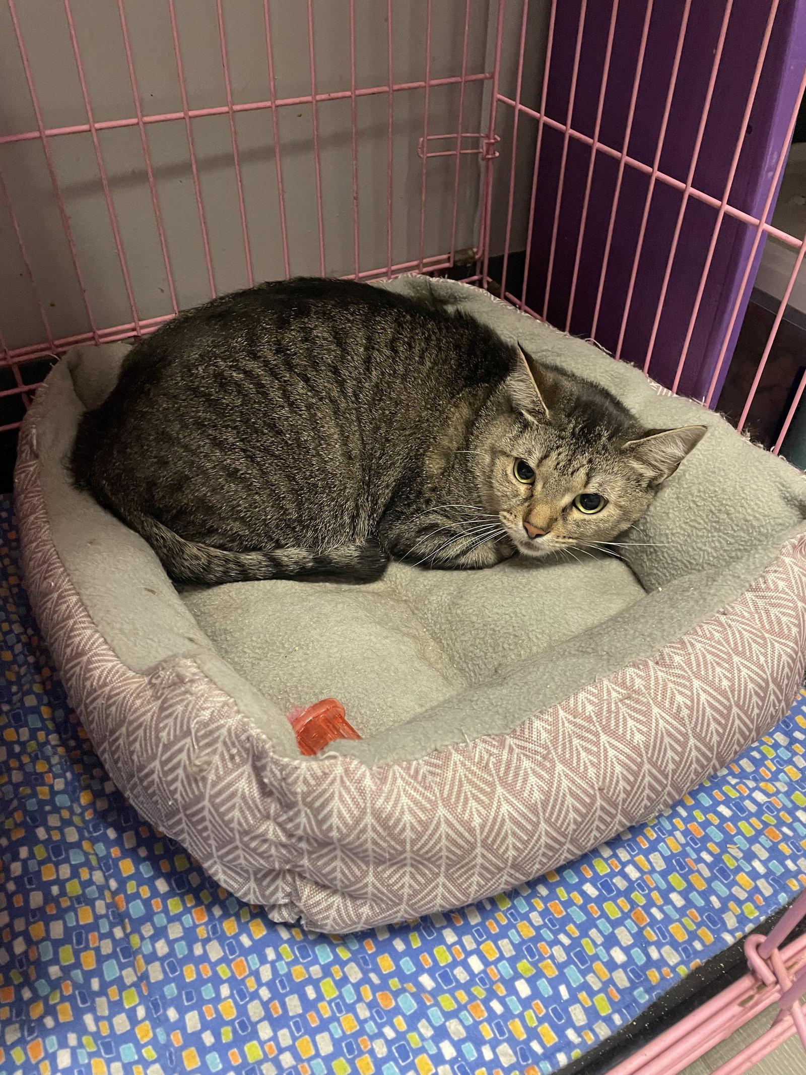 Chloe, Adoptable, Adult Female Abyssinian & Tabby.
