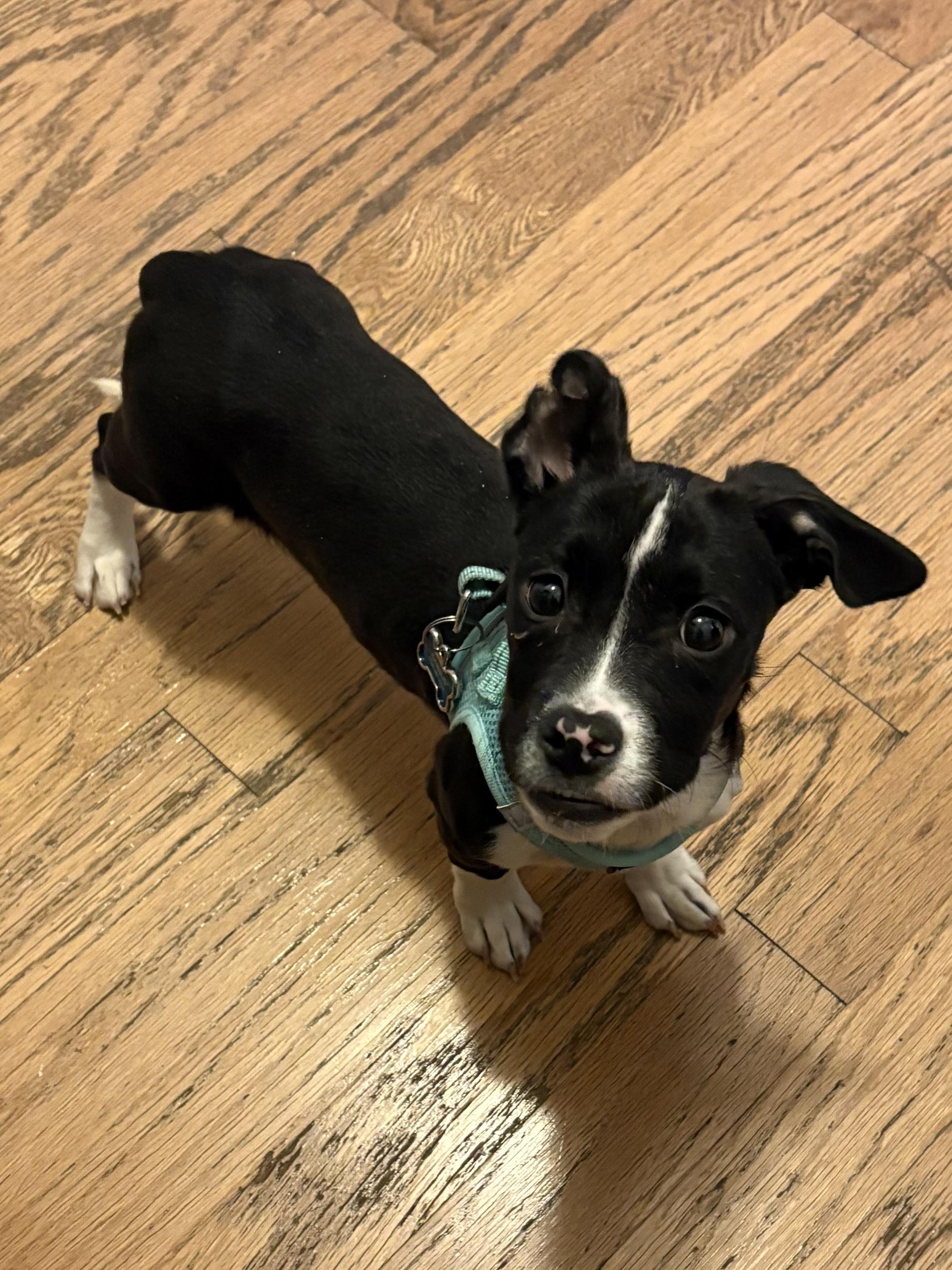 Enlarge Moo, a ADOPTABLE Mixed Breed in Succasunna, NJ image 2/5