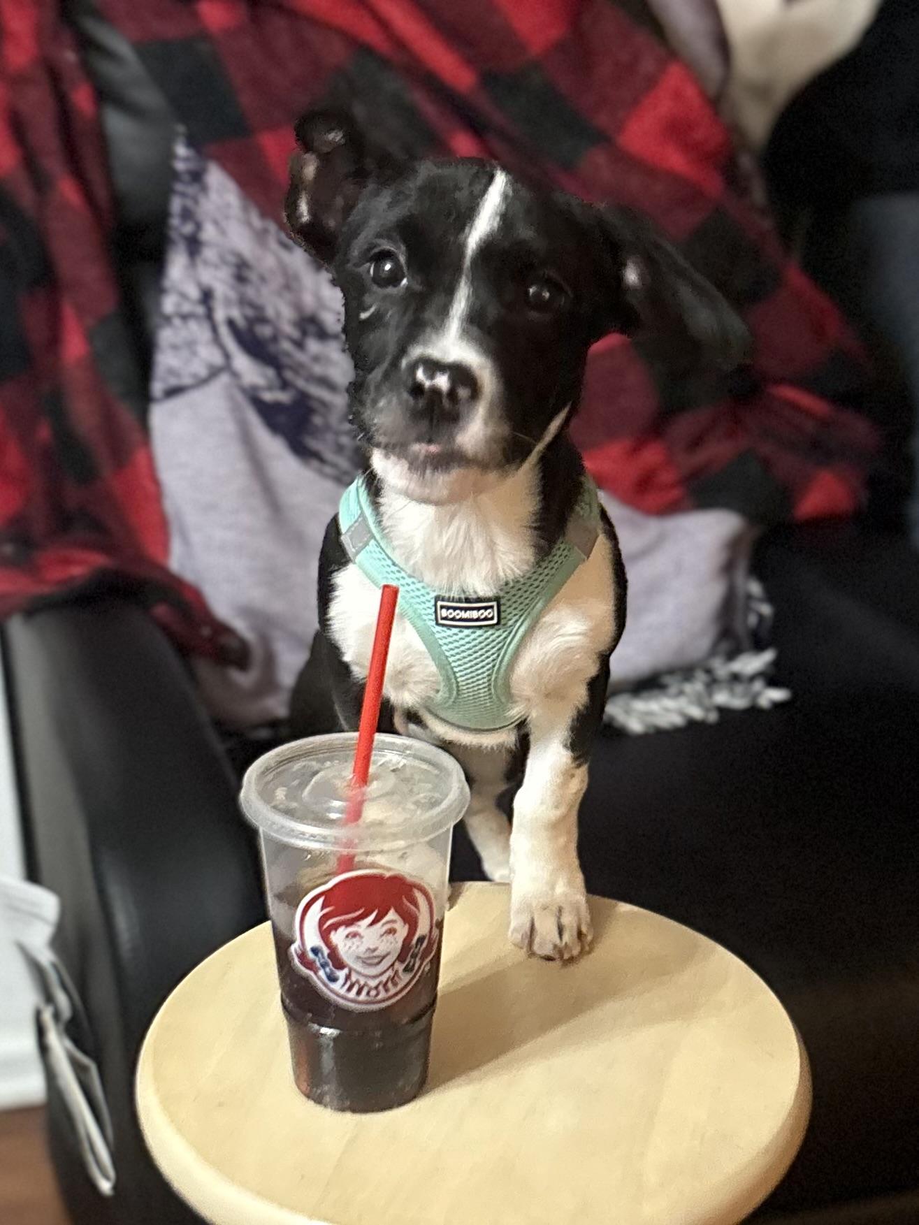 Enlarge Moo, a ADOPTABLE Mixed Breed in Succasunna, NJ image 5/5