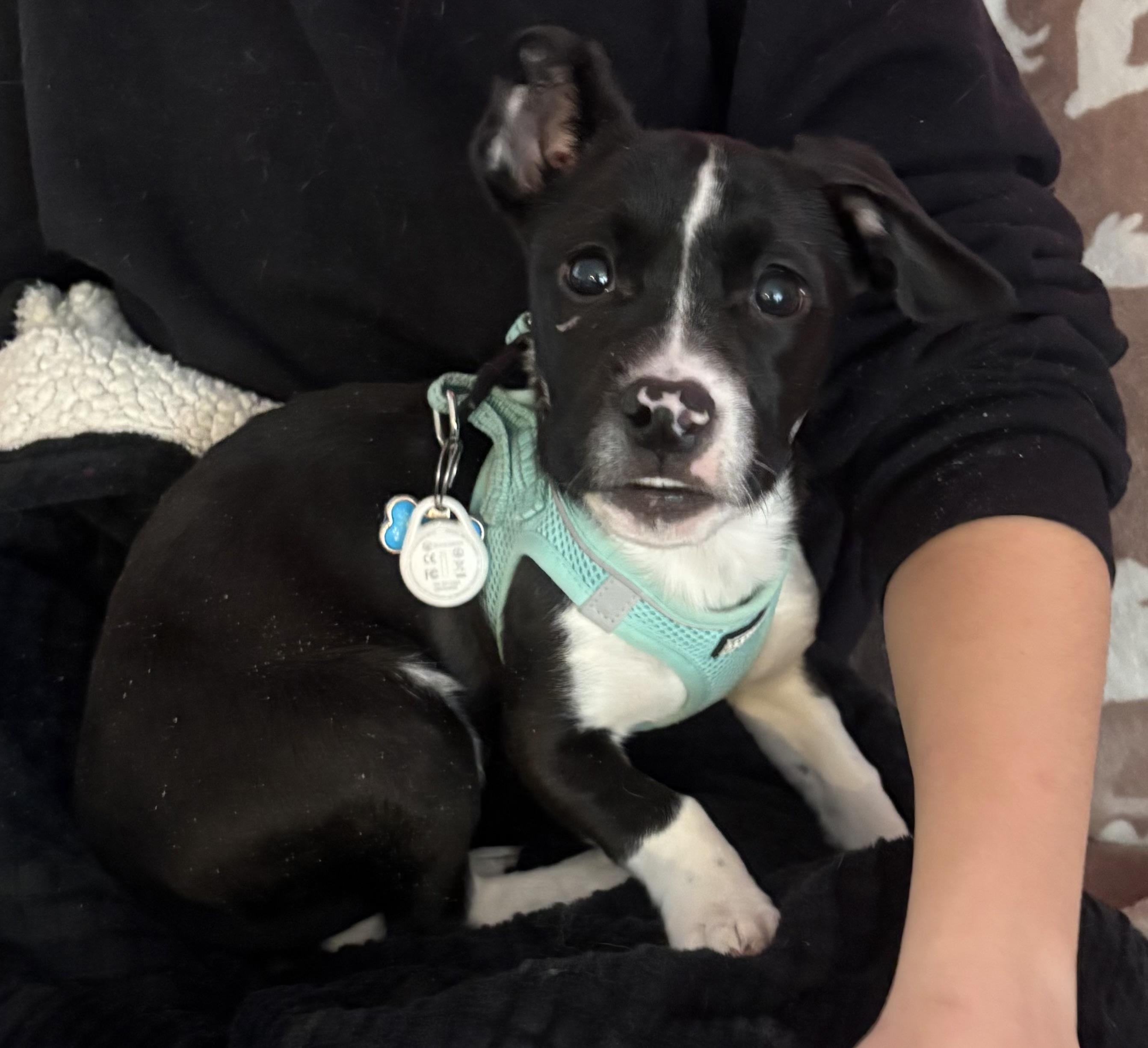 Enlarge Moo, a ADOPTABLE Mixed Breed in Succasunna, NJ image 4/5