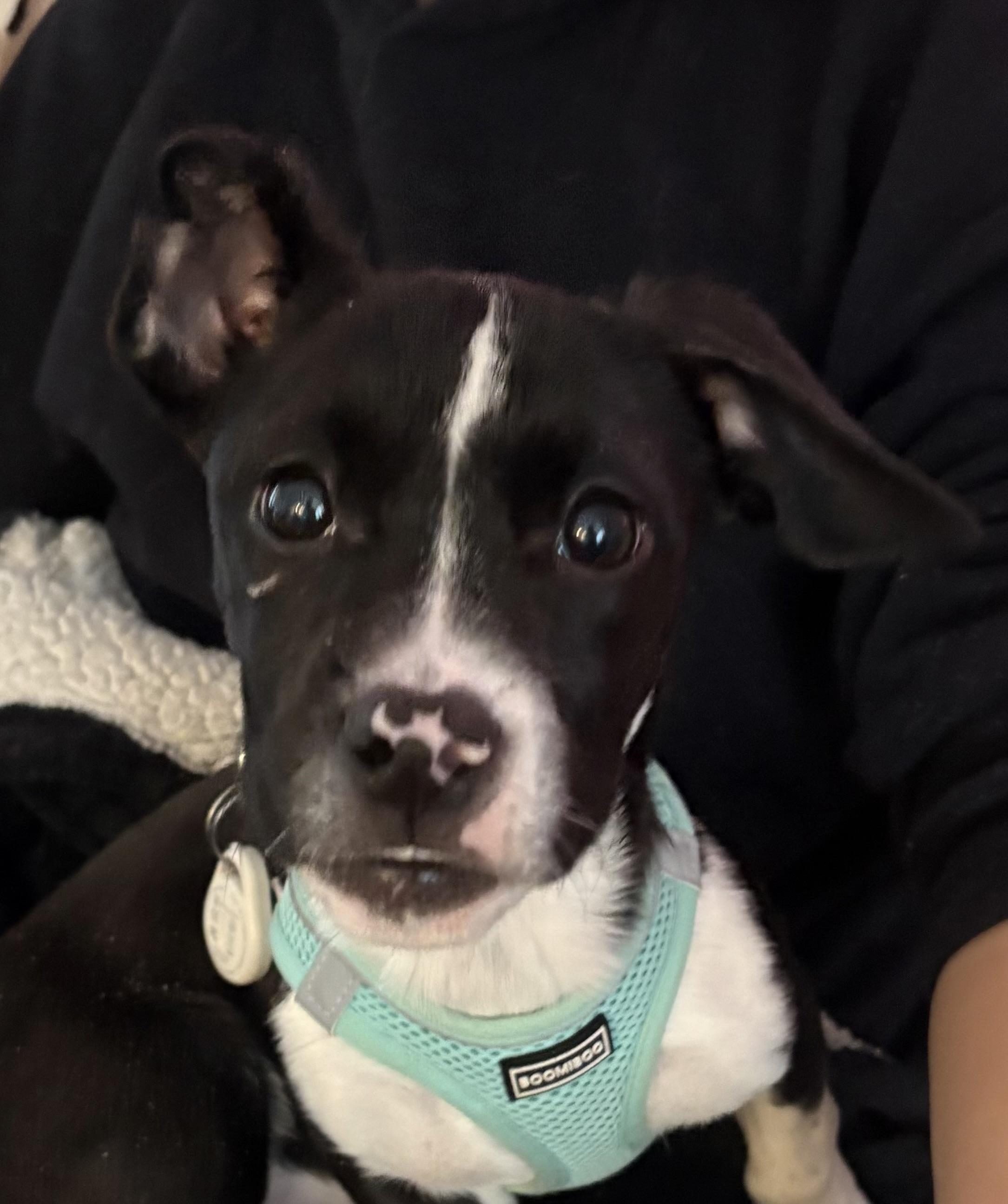 Enlarge Moo, a ADOPTABLE Mixed Breed in Succasunna, NJ image 1/5