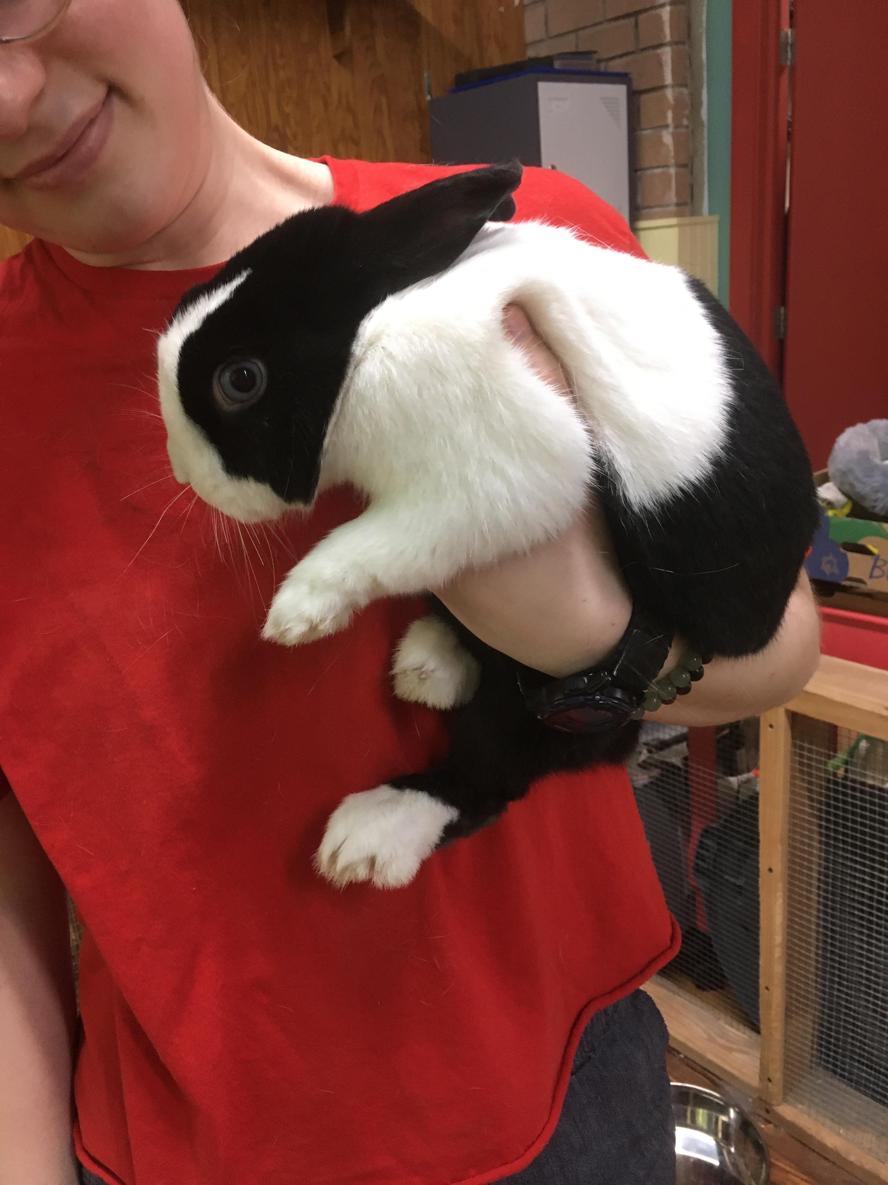 Enlarge Billie and Lucy, a Adoptable Dutch in Salisbury Mills, NY image 2/4