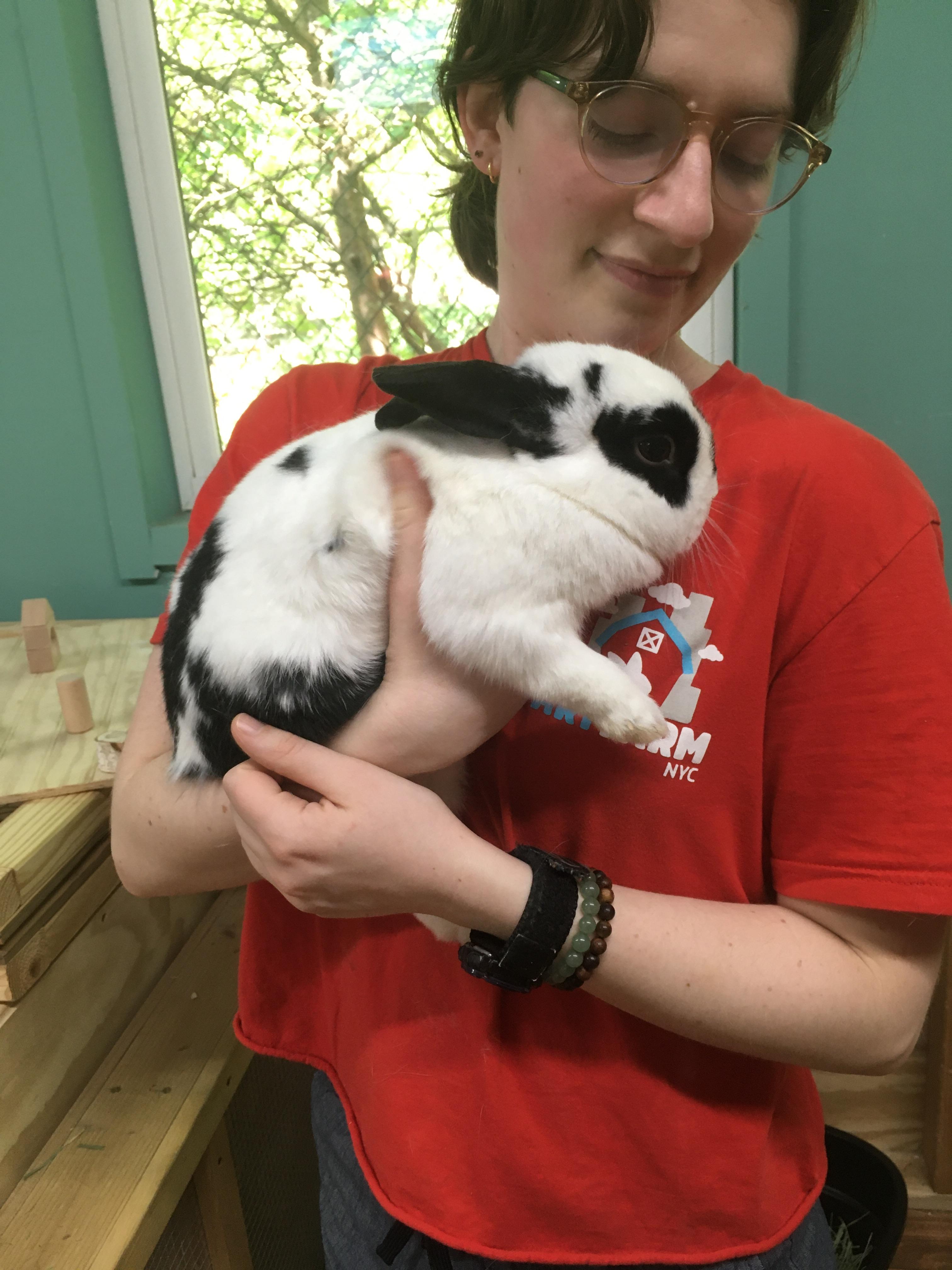 Enlarge Billie and Lucy, a Adoptable Dutch in Salisbury Mills, NY image 3/4