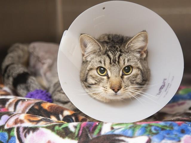 ZIGZAG, Adoptable, Young Male Domestic Short Hair.