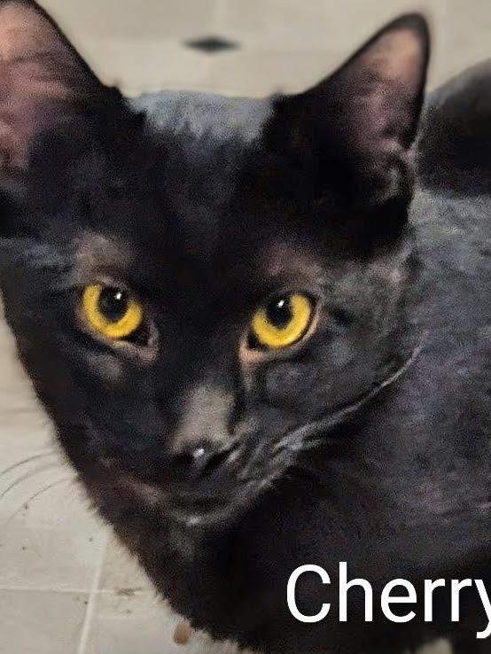 Cherry, Adoptable, Young Female Domestic Short Hair.