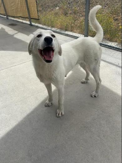 Millie, an adoptable Akbash in Steamboat Springs, CO, 80477 | Photo Image 1
