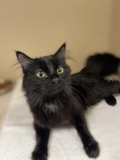 Wispurr, ADOPTABLE, Young Female Domestic Medium Hair.