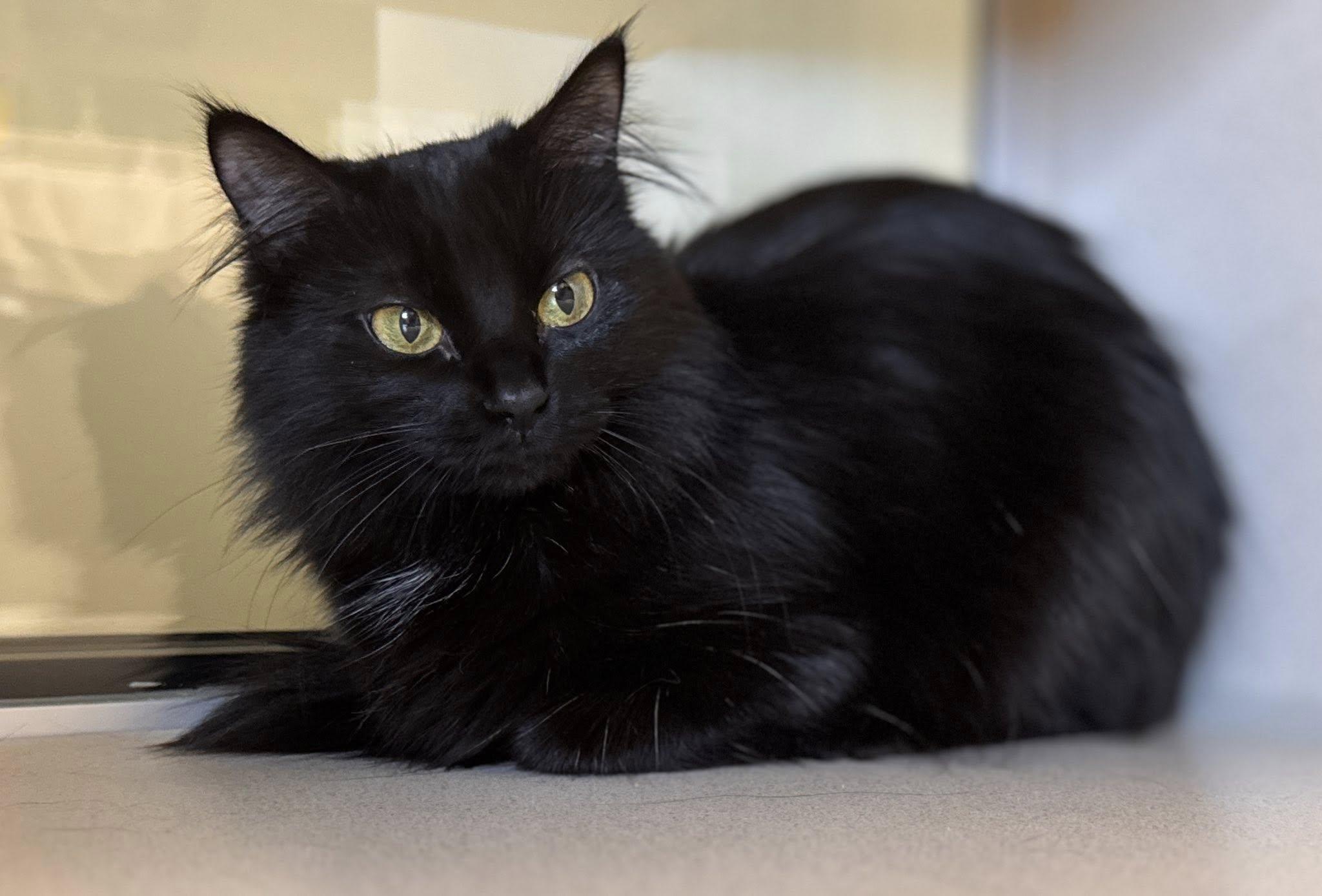 Wispurr, ADOPTABLE, Young Female Domestic Medium Hair.