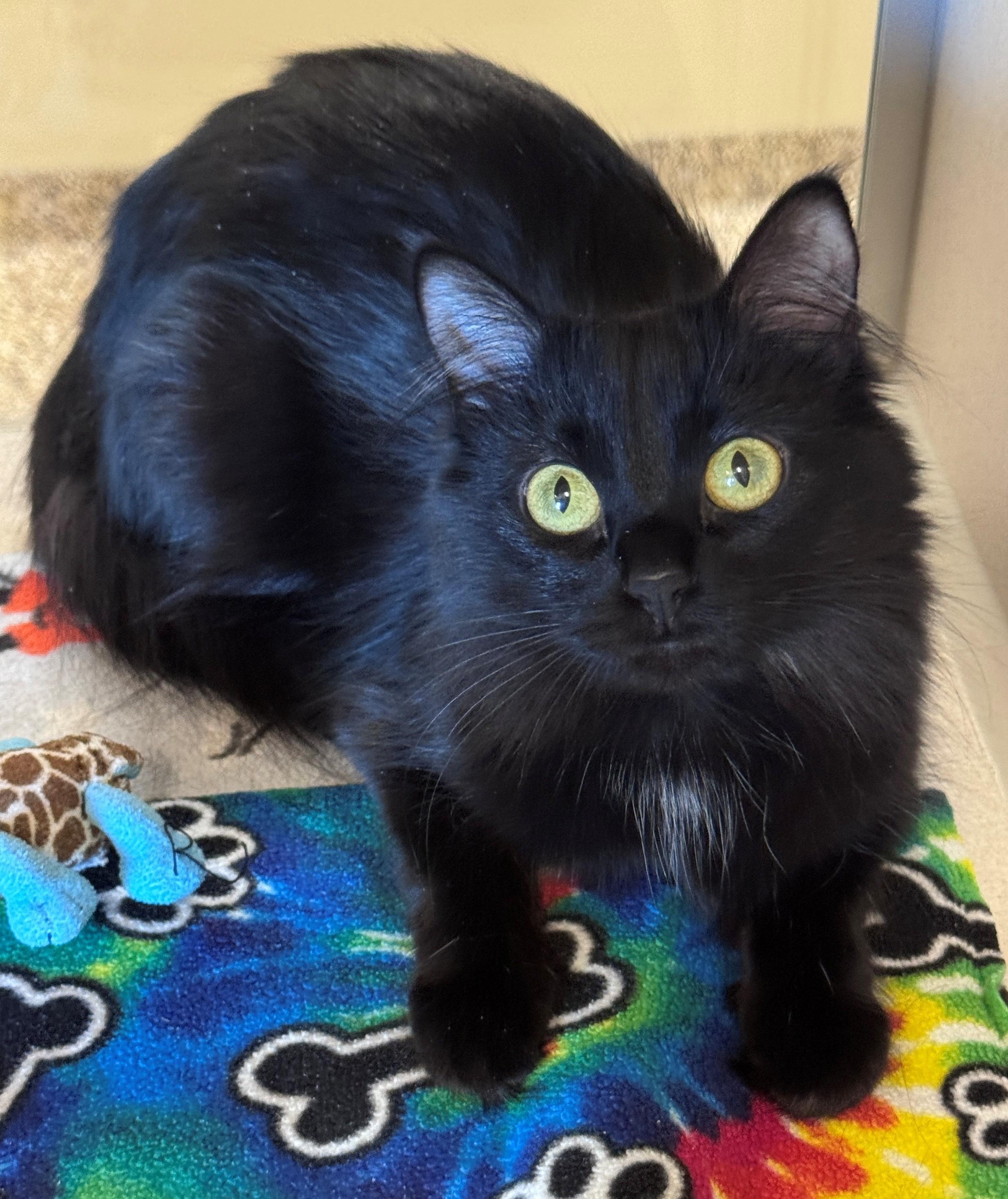 Enlarge Wispurr, a ADOPTABLE Domestic Medium Hair in Hackensack, MN image 3/3