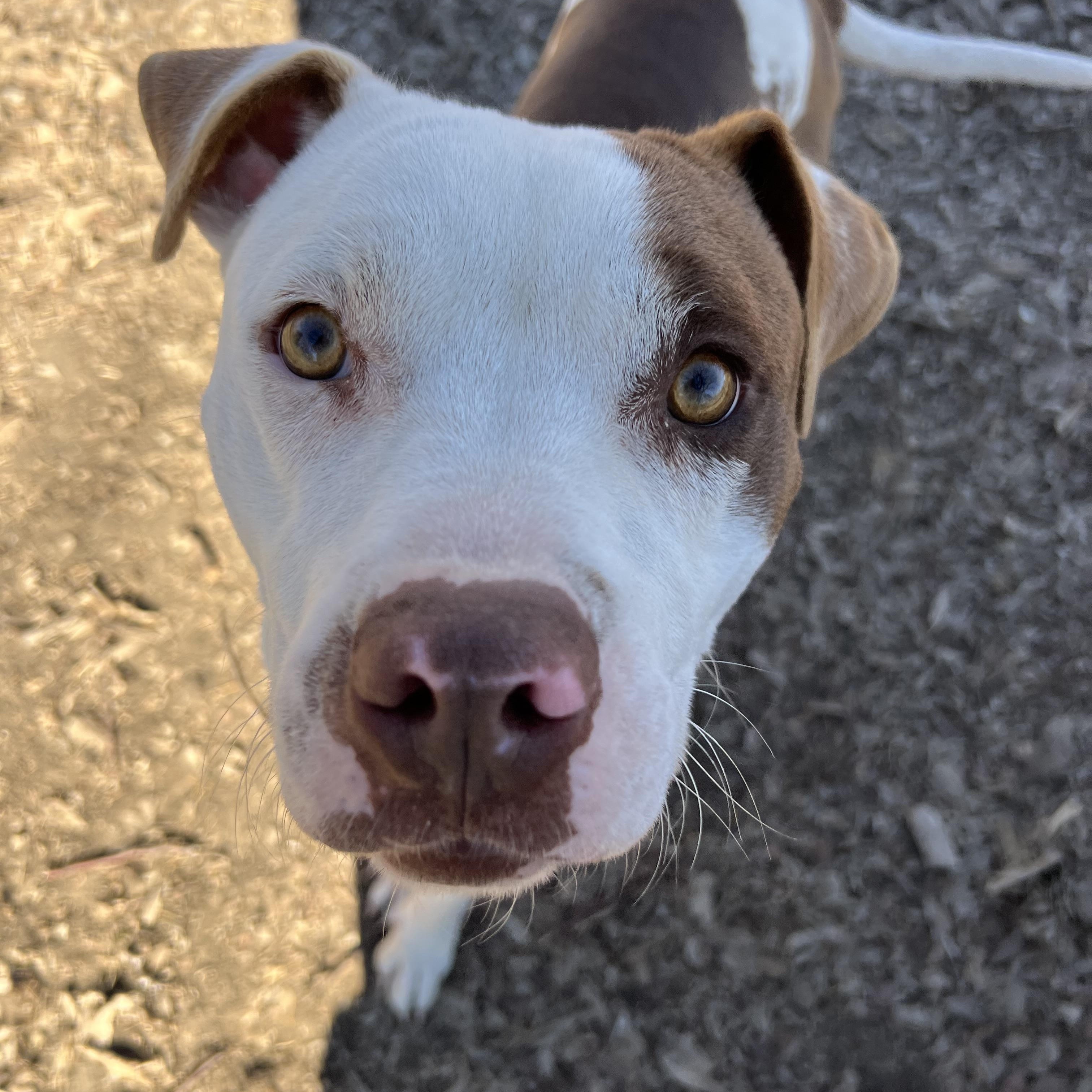 Enlarge Coby, a ADOPTABLE mixed breed in Sherman, TX image 1/3