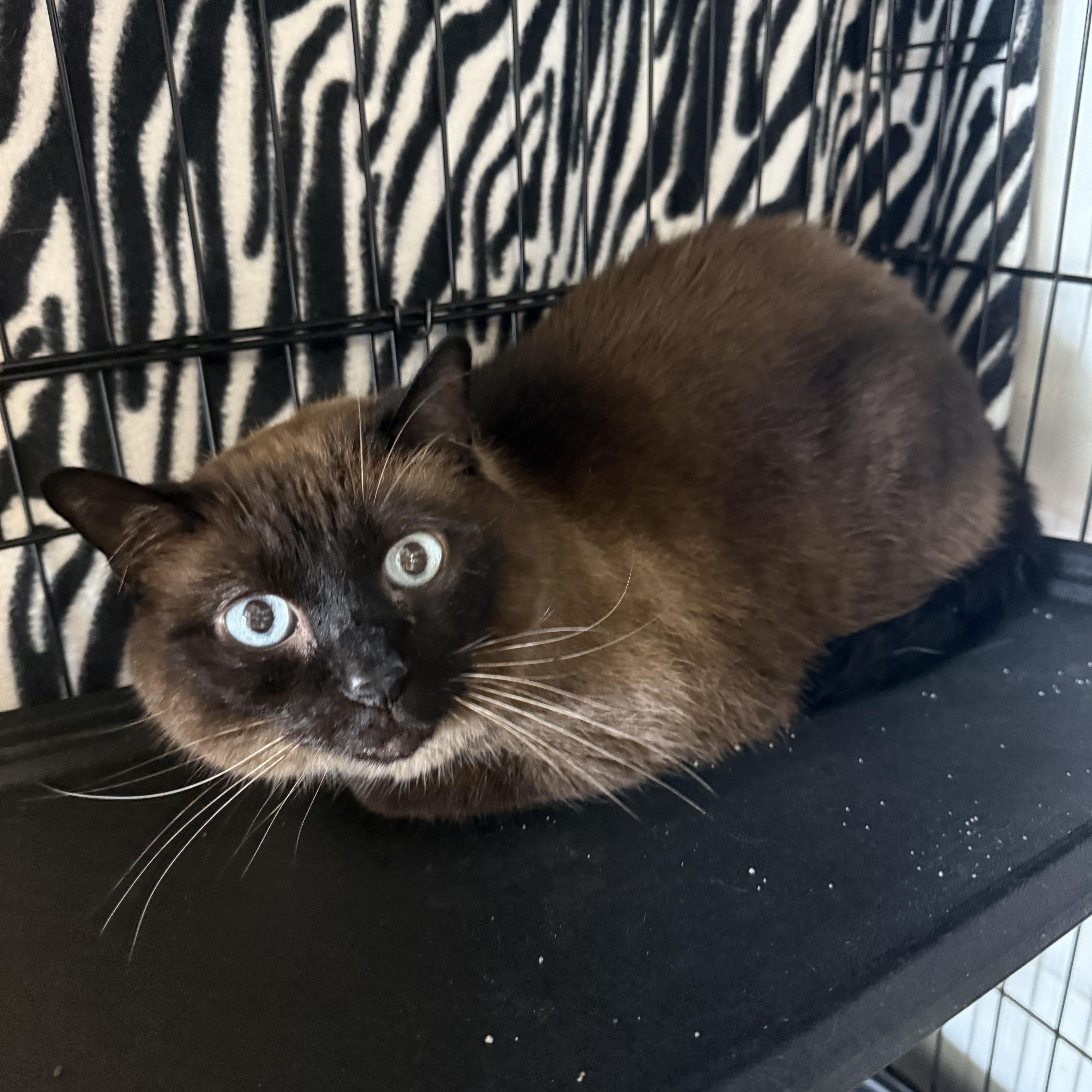 Enlarge Smokey, an adopted Siamese in Hendersonville, TN image 1/1