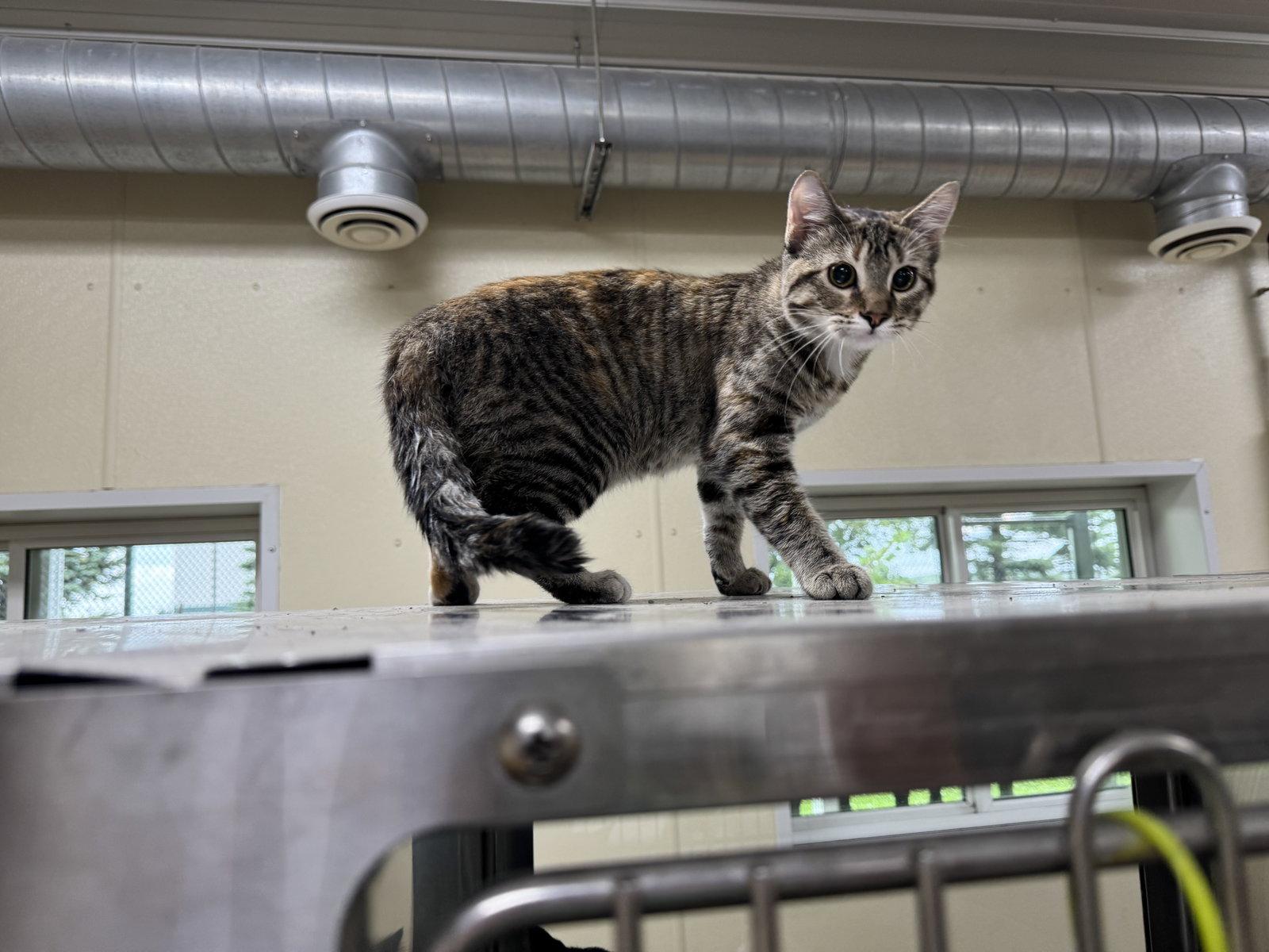 Twyla, Adopted, Young Female Tiger & Calico.