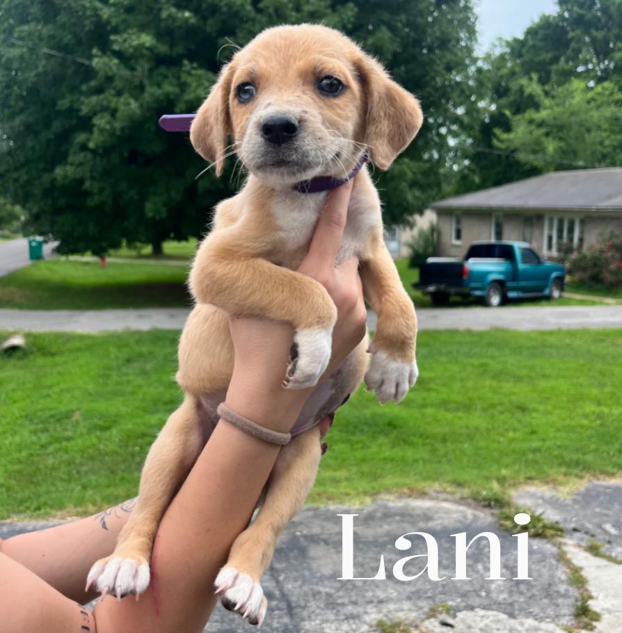 Lani, a Adoptable Mixed Breed in Spring hill, TN image 2/3