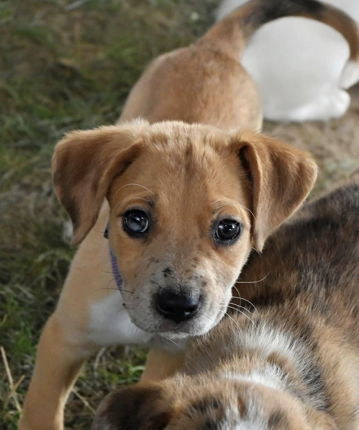 Lani, a Adoptable Mixed Breed in Spring hill, TN image 3/3