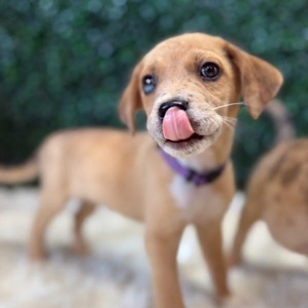 Lani, Adoptable, Puppy Female Mixed Breed.