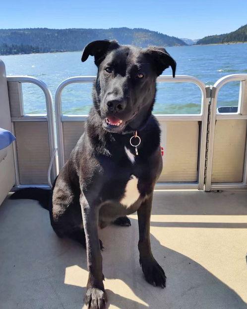 Chirp, Adoptable, Senior Male German Shepherd Dog.