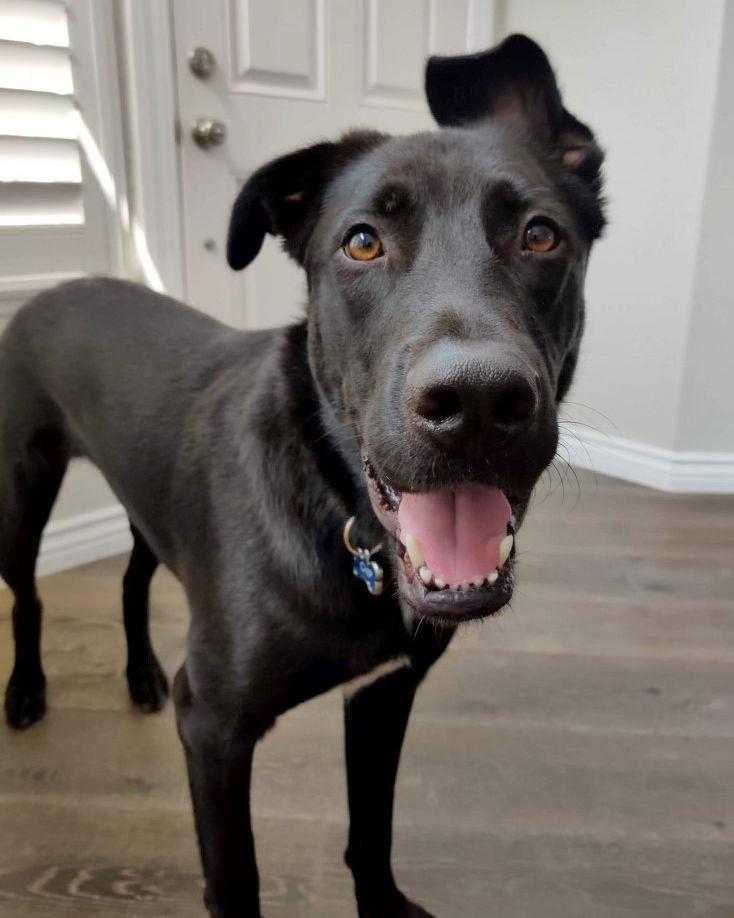 Chirp, Adoptable, Senior Male German Shepherd Dog.