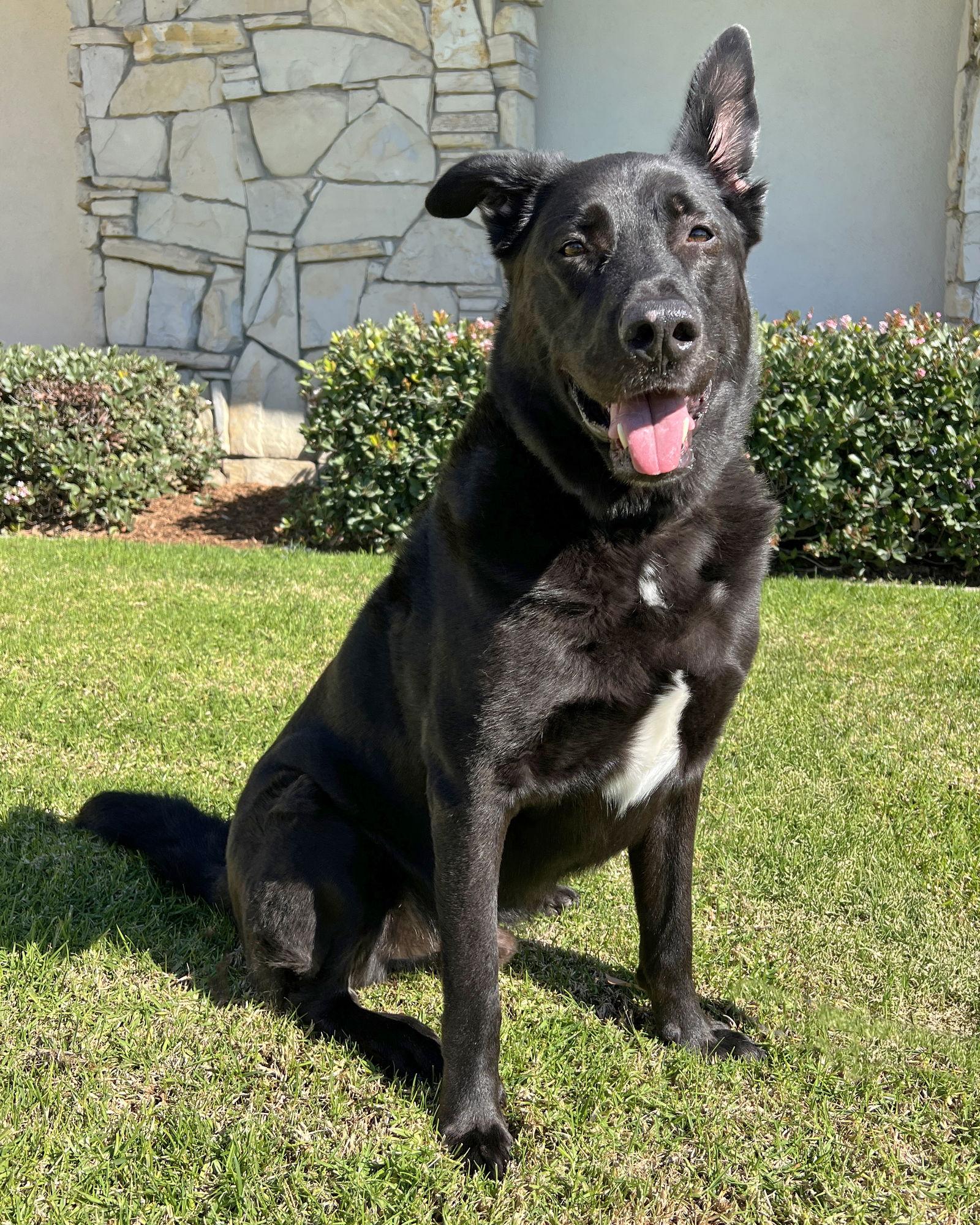 Chirp, a Adoptable German Shepherd Dog in Corona, CA image 3/6