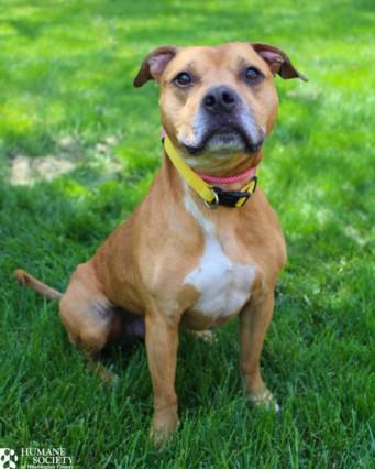 Enlarge GARTH, a Adoptable mixed breed in Hagerstown, MD image 1/1
