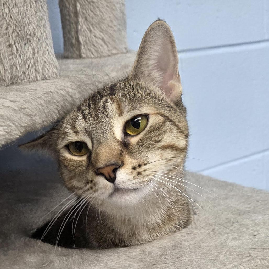 Charlotte, Adoptable, Young Female Domestic Short Hair.