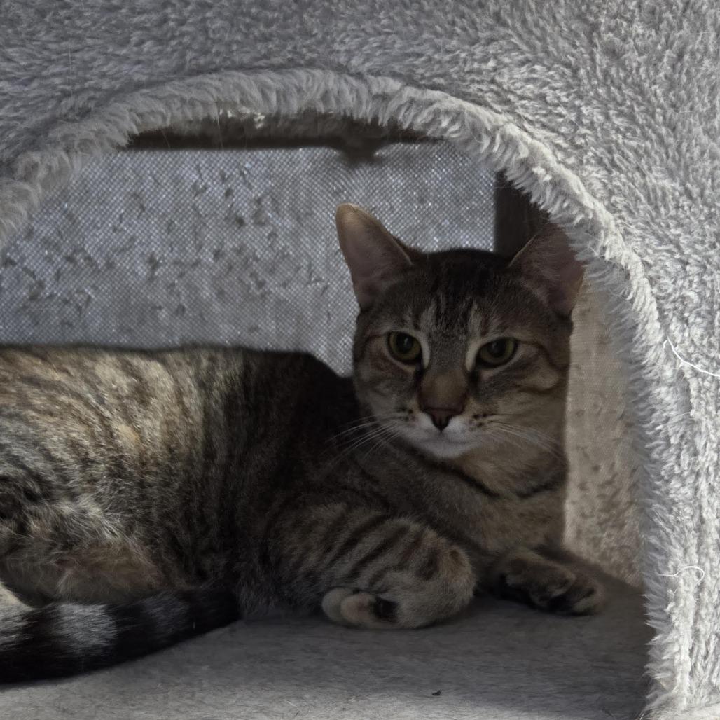 Charlotte, a Adoptable Domestic Short Hair in Camden, DE image 2/3
