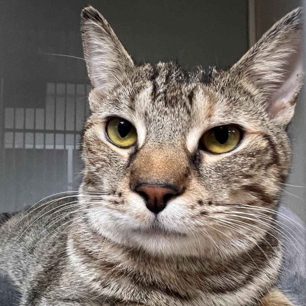 Enlarge Charlotte, a Adoptable Domestic Short Hair in Camden, DE image 2/2