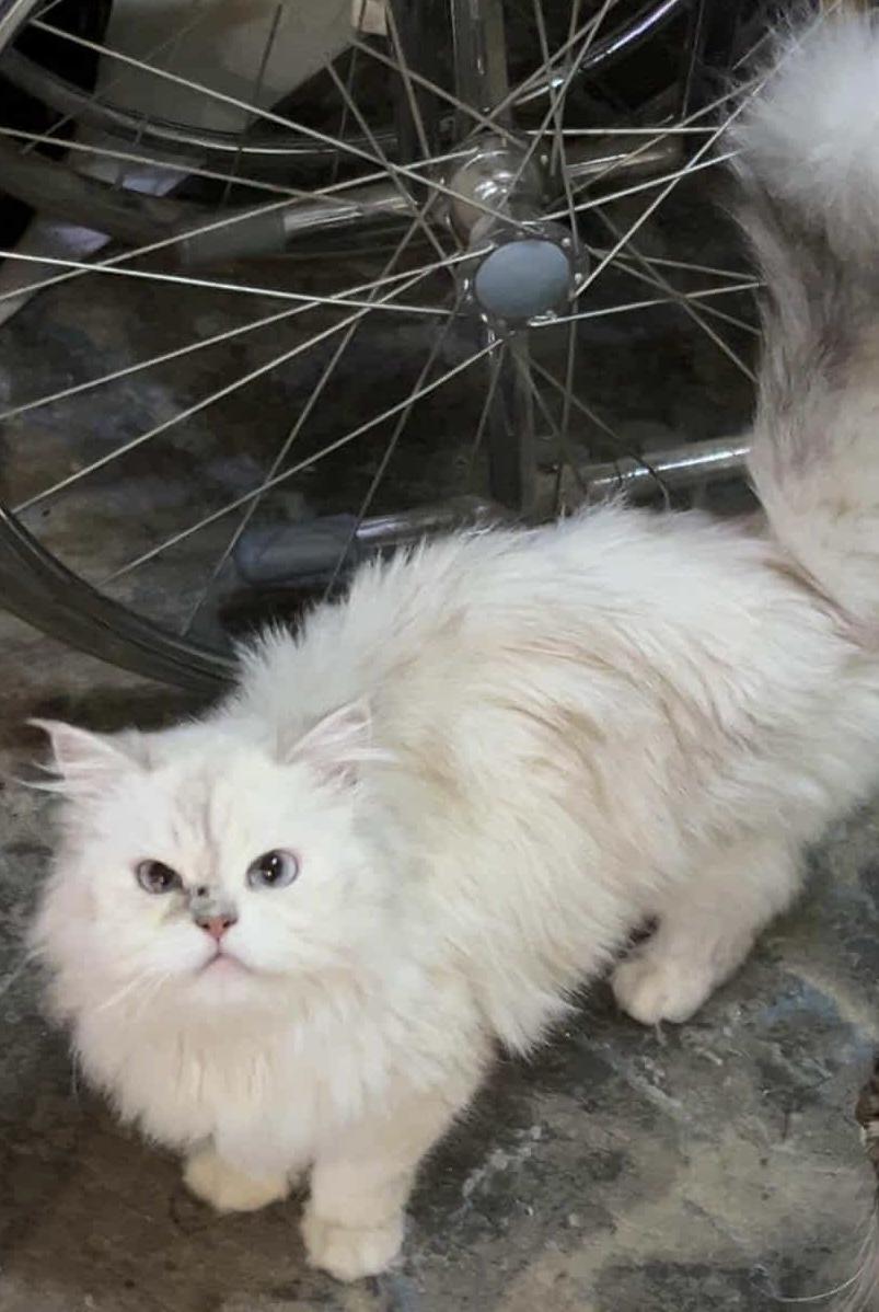 Hayla, an adoptable Persian, Himalayan in Brampton, ON, L6P 2E9 | Photo Image 1