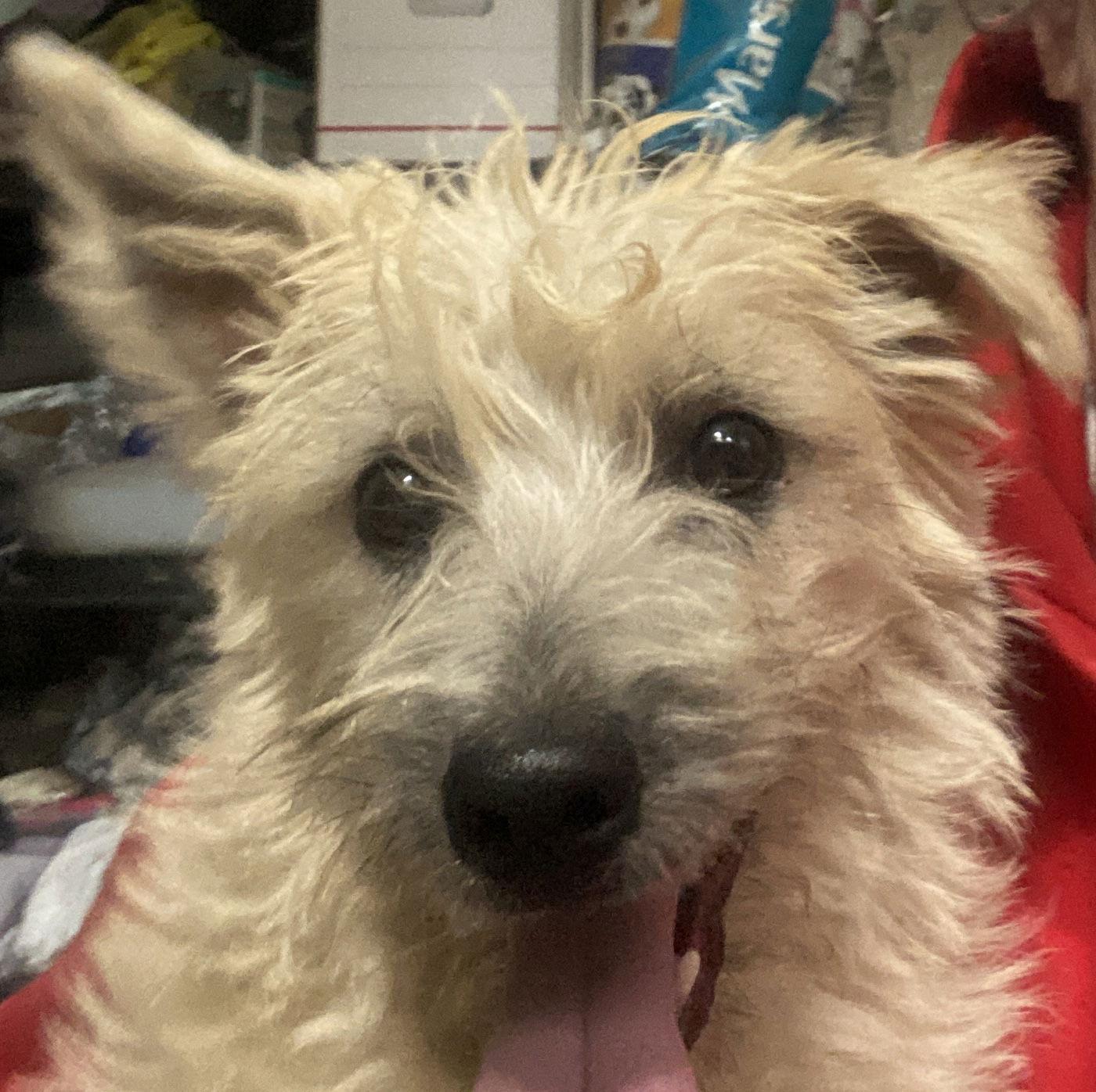 Dallas, Adopted, Young Male Cairn Terrier.
