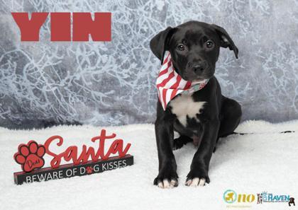 Enlarge Yin, a Adoptable mixed breed in Fairhope, AL image 1/1