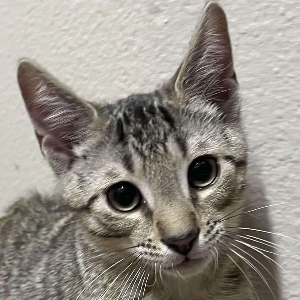 Memphis, Adoptable, Kitten Male Domestic Short Hair.