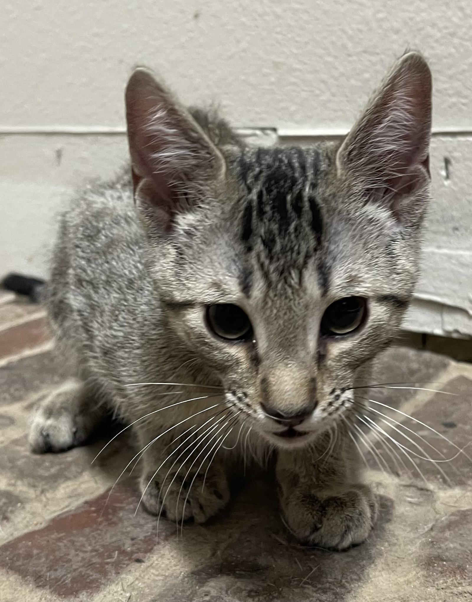 Enlarge Memphis, a Adoptable Domestic Short Hair in Tampa, FL image 2/3